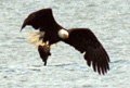 Eagle catching fish