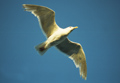 Marrowstone gull
