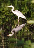 One of our local herons dropping in to see about some lunch