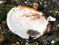 Scallop shell on the beach