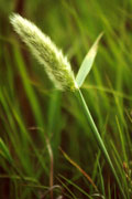 Summer grass
