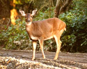 Quimper deer