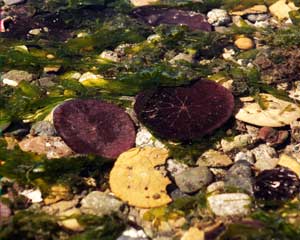 Sand Dollars