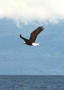 Eagle flying along the shore