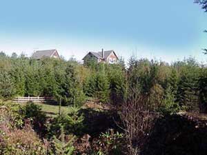 Looking up the hill toward the cottage and home