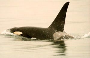 One of our local orcas
