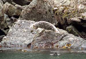 Harbour seal