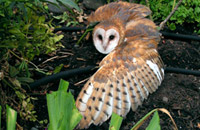 Barn owl awaiting rescue