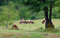 The Brinnon elk herd ranges from the Hood Canal shoreline inland along the Dosewallips River