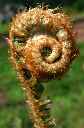 Fiddlehead