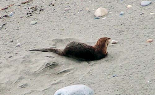 Otter on the beach below Terra Luna