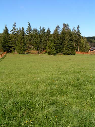 and spring grasses are lush and rich
