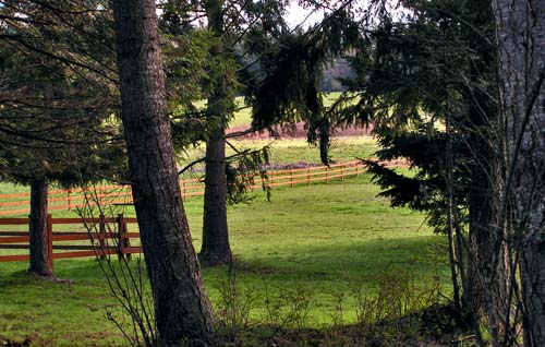 Expansive greenspaces poen up before you, defined by magnificent trees