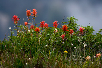 Spectacular wildflowers, like these paintbrushes, are found all over Washington's Olympic Peninsula