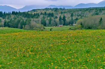 Springtime farmland in Chimacum Valley on Washington's Olympic Peninsula