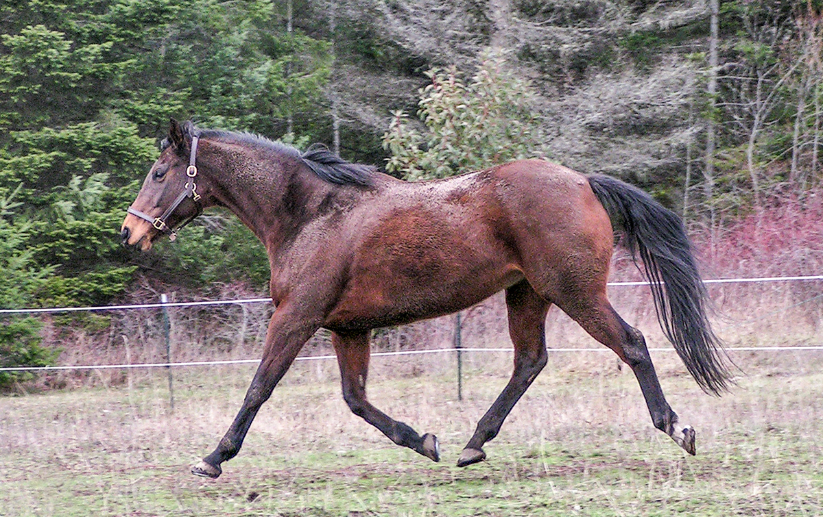 Tacksi Full Stride