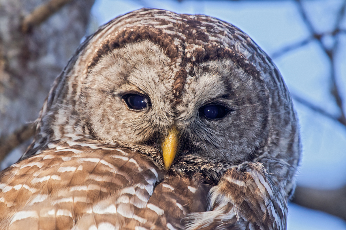 Barred Owl