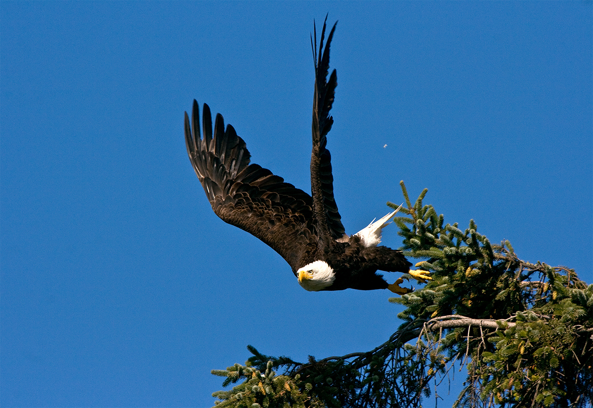 Eagle in Flight