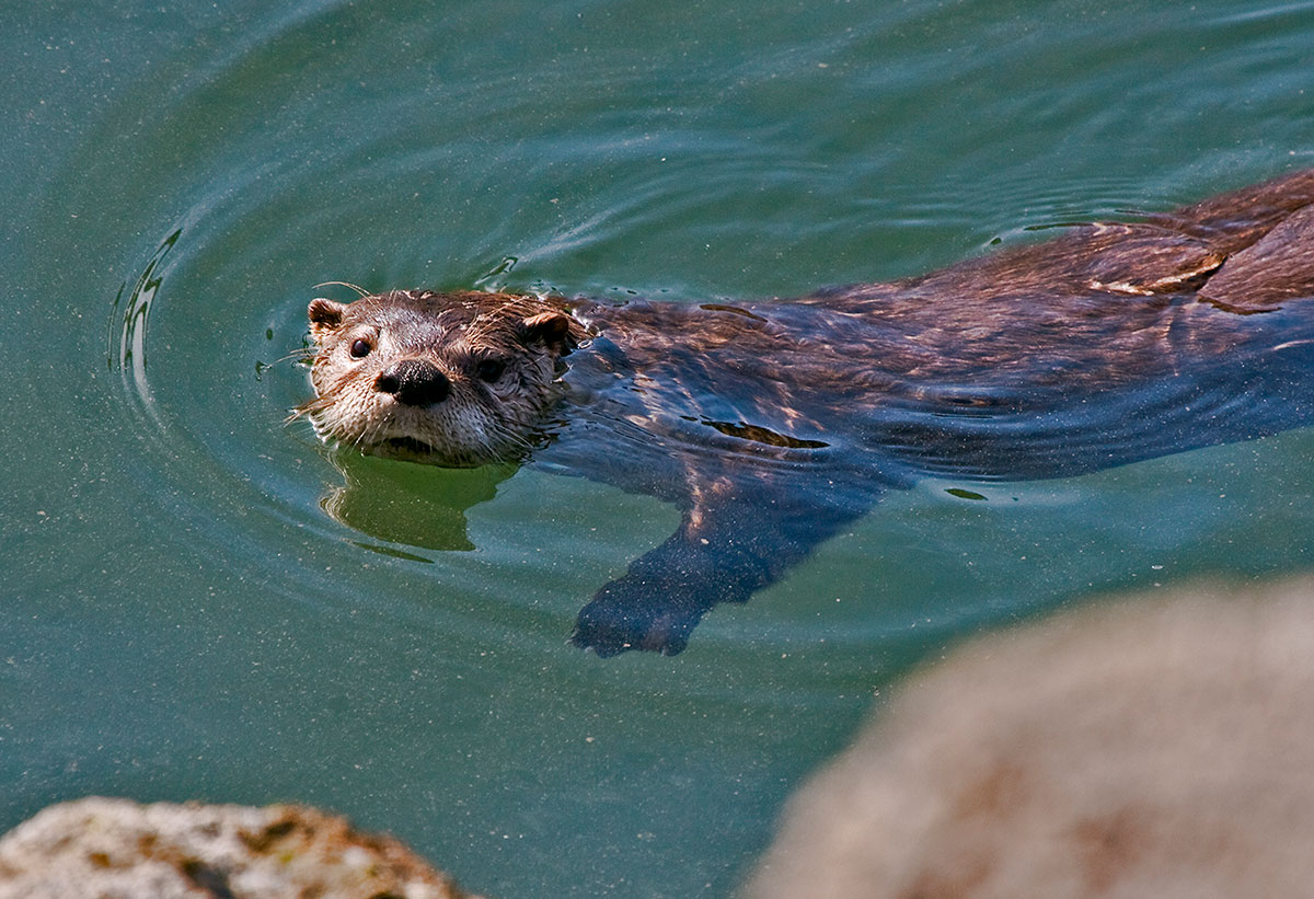 River Otter