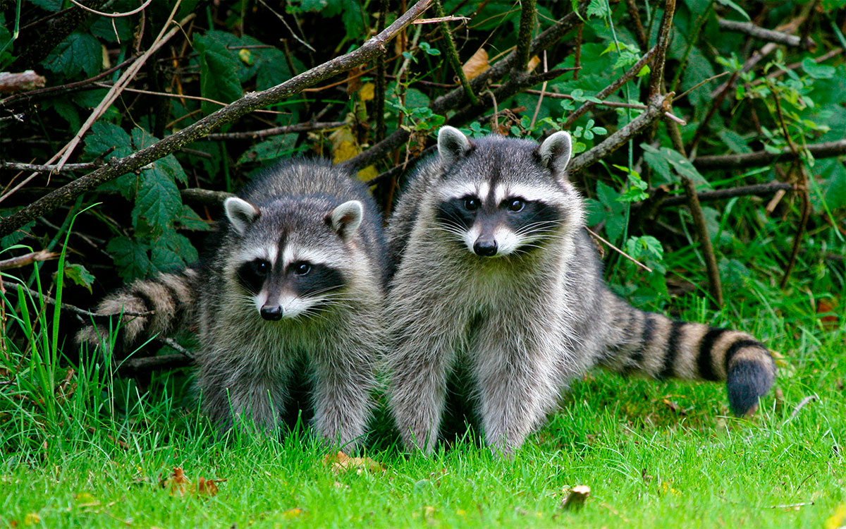 Raccoons
