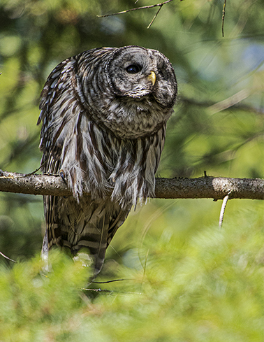 Owl on Hunt
