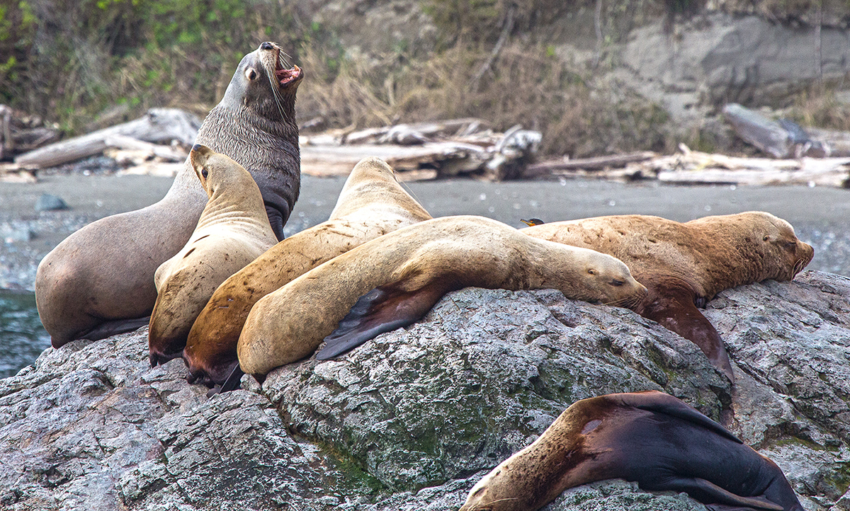 Sea Lions