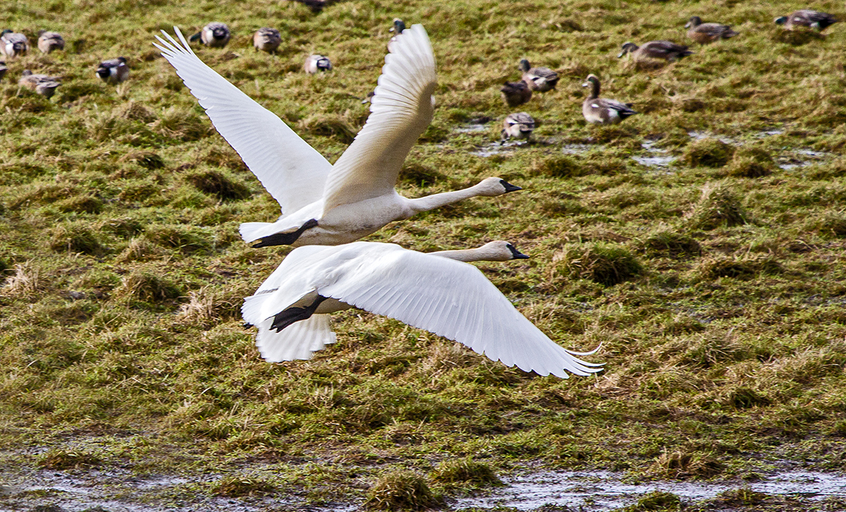 Swan Flight